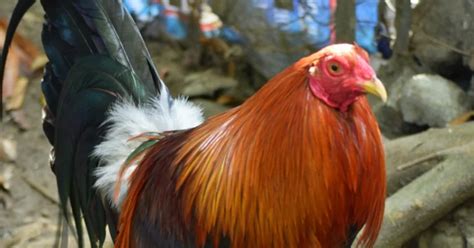 carbo loading gamefowl|21 Days Conditioning Method for Cockfighting .